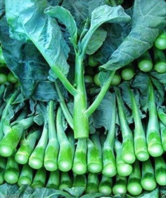 WILLVINE SCI -VI Cabbage Round Leaf Chinese Kale - 300 Seeds Seed(1 g)
