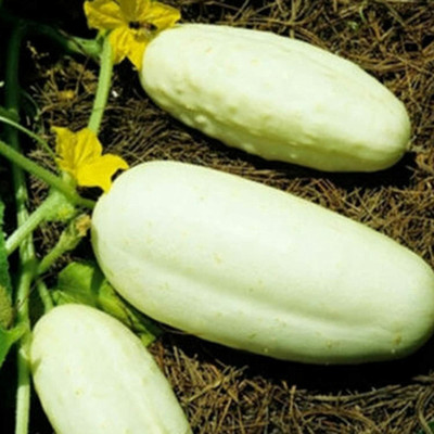 CYBEXIS White Cucumber Seeds - Cucumber Seeds500 Seeds Seed(500 per packet)