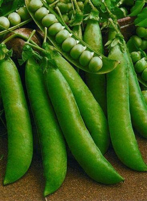 CYBEXIS Seeds of Vegetable Pea Sugar Snap800 Seeds Seed(800 per packet)