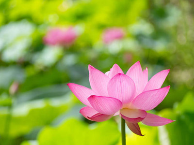 MrGrow lotus,kamal gatta Seed(11 per packet)