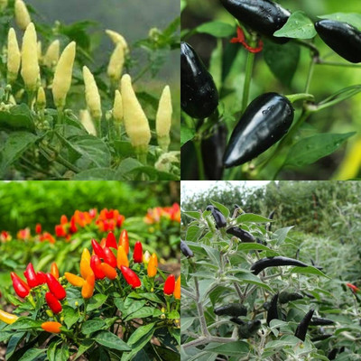 ibains Greens f1 hybrid 3 varieties chilli plant seed420 Seed(420 per packet)