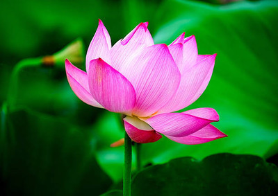 MSD lotus,kamal gatta Seed(10 per packet)