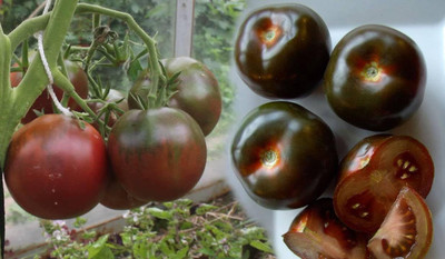 Biosnyg Non GMO Black Prince Tomato Vegetable Seeds for Garden - (2000 Seeds) Seed(2000 per packet)