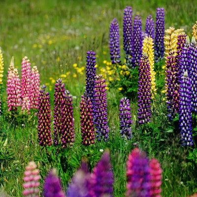Quentova Russell Lupine Seed Mix-DXL-11C Seed(75 per packet)