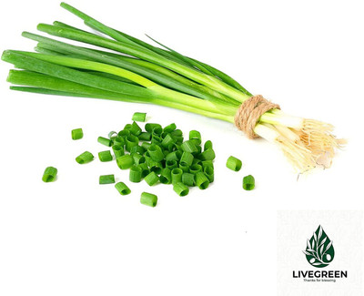 WILLVINE LXI-1569 Green Onion/Leek Seeds-1500 Seeds Seed(1500 per packet)