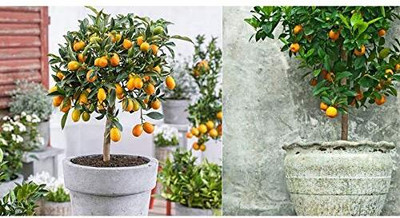 CRGO ® XII-178 Meyer Lemon Dwarf Citrus Seed Seed(40 per packet)