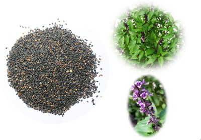 KNESSiN Tulsi Beej- Tulsi Bij - Basil - Ocimum Sanctum[1000 Seeds] Seed(1000 per packet)