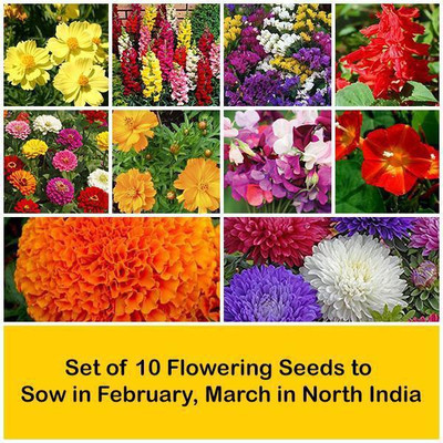CYBEXIS Set of 10 Flowering Seeds to Sow in February, March in North India Seed(10 g)