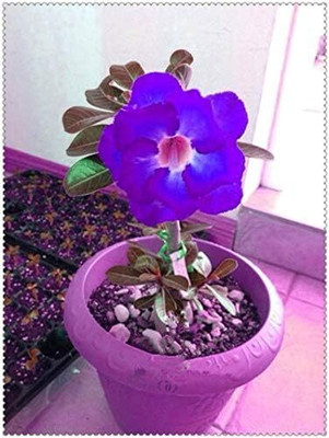 Qualtivate TLX-266 Blue Adenium obesum Desert Rose Seeds Seed(30 per packet)