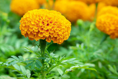 Pihu marigold/gende ka phool flower seeds Seed(25 per packet)