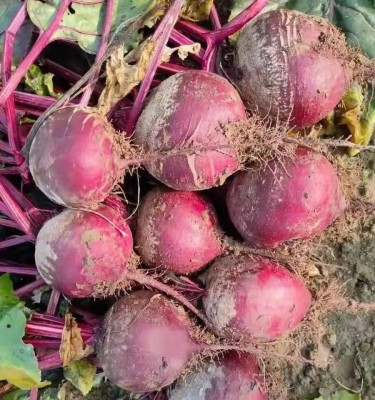 Quentova Organic Red Beauty Beetroot-NAMO Seed(300 per packet)