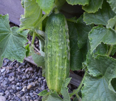 Qualtivate HUA-5A Spacemaster Cucumber Seed(300 per packet)