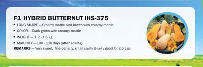 CYBEXIS F1 HYBRID SQUASH BUTTERNUT IHS-375(500 Seeds) Seed(500 per packet)