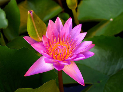 Jui lotus,kamal gatta Seed(11 per packet)