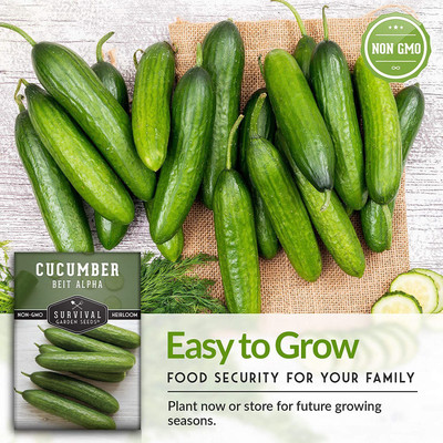 CYBEXIS XL-80 - Beit Alpha Cucumber - (150 Seeds) Seed(150 per packet)