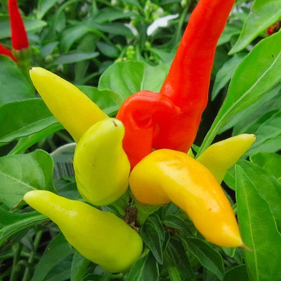 Biosnyg F1 Hybrid Patio Fire and Ice Pepper Seeds for Home Gardening-(2000 Seeds) Seed(2000 per packet)