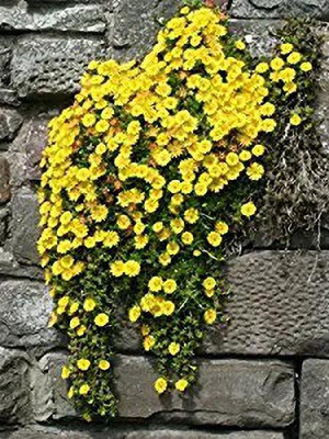 Aro Daisy Seed(160 per packet)
