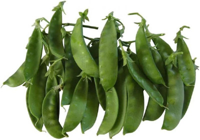 VibeX LX-81 - Oregon Snow Pea - (900 Seeds) Seed(900 per packet)