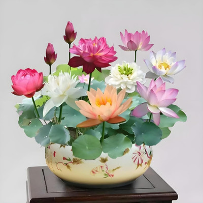 LBS FARMING Lotus flower seeds pack of 13 pc Seed(13 per packet)