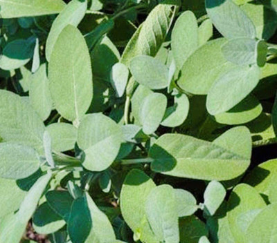 VibeX GBPUT-95 - Sage Broad Leaved - (1350 Seeds) Seed(1350 per packet)