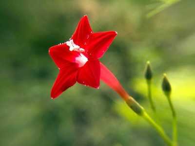 KANAYA Japanese Morning Glory *MIXED* Ipomoea Nil Seed Seed(11 per packet)