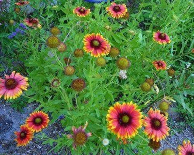 Avysa Gaillardia Pulchella Seed(100 per packet)