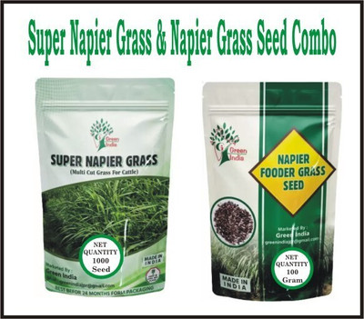 VERDOR Super Napier Grass Seed, Napier Grass Seed Seed (2000 per packet) Seed(2000 per packet)