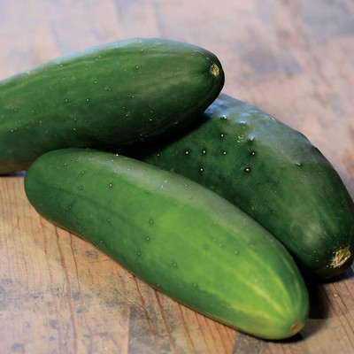 CYBEXIS LXI-5 - Whopper II Hybrid Cucumber Hardy & Dark - (1350 Seeds) Seed(1350 per packet)