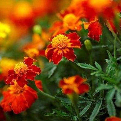 VibeX ® VXI-435 French Marigold Double Orange Flame Seed(500 per packet)