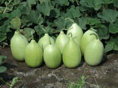 KANAYA Bottle Gourd, Round Lauki/Dudhi, Lagenaria Siceraria, Vegetable Seed(60 per packet)