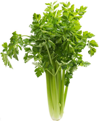 CYBEXIS Celery Seeds Suitable for Garden2800 Seeds Seed(2800 per packet)
