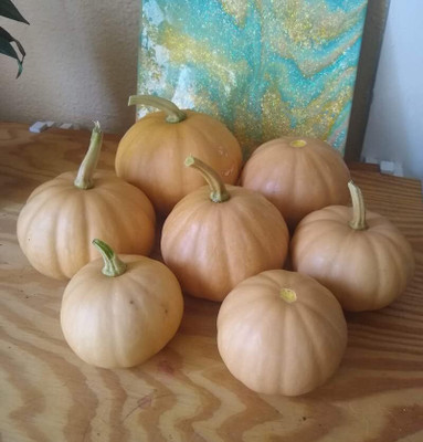 Biosnyg Hybrid Seminole Pumpkin (200 Seeds) Seed(200 per packet)