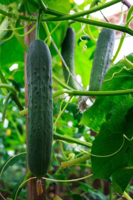 Qualtivate RES-4A Indoor Cucumber Zozula F4 Seed(300 per packet)