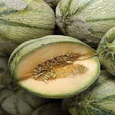 Aro Muskmelon, Kharbuja Seed(55 per packet)