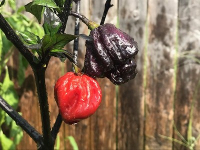 Qualtivate FXL-5AT Purple Carolina Reaper Pepper Chilli Seed(300 per packet)