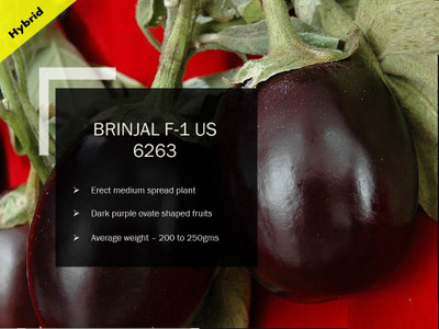 CYBEXIS BRINJAL F-1 Purple Ovate PUAS-6263 SEEDS(250 Seeds) Seed(250 per packet)