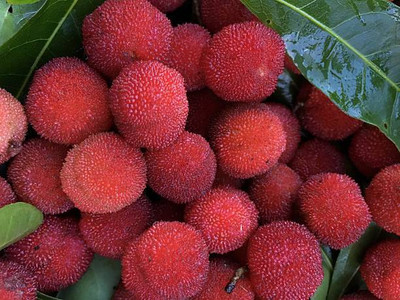 MAA LITCHI,LICHEE,LYCHEE Seed(10 per packet)