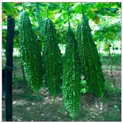 KrishnaNursery Vegetable seed -Bitter Gourd - Karela Seeds F1 Hybrid Seed(70 per packet)
