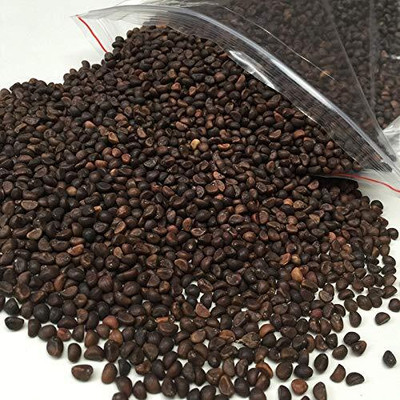 BDSresolve Hybrid kalmi/watwer spinach seeds for home garden Seed(220 per packet)
