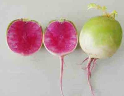CYBEXIS F1 Hybrid Round White Red Redish Seeds2000 Seeds Seed(2000 per packet)