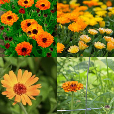 ibains Calendula seeds bij 57 Seed(57 per packet)