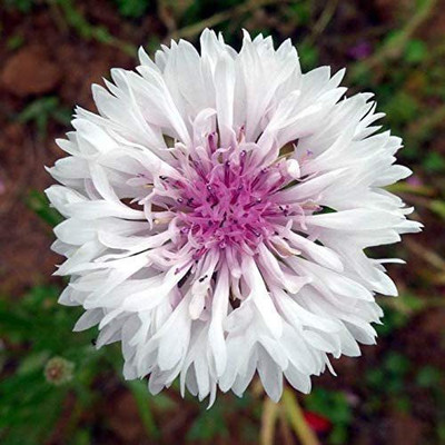 CYBEXIS LXI-73 - Blossoming Chrysanthemum - (30 Seeds) Seed(30 per packet)