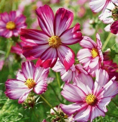 CYBEXIS TLX-7 - Capriola Cosmos Flower - (30 Seeds) Seed(30 per packet)