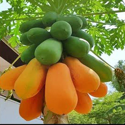 SREE Hybrid Papaya,Red papaya,pepe Seed(185 per packet)