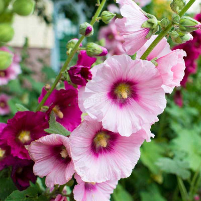 BDSresolve hollyhock flower seeds for home gardenp Seed(20 per packet)