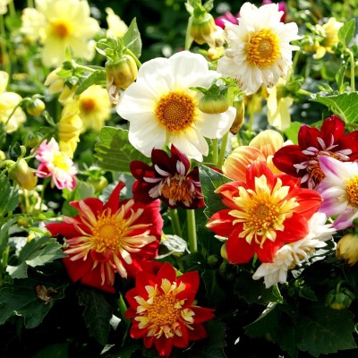 Qualtivate XLR-3 Dahlia Flower Seed Plant Mix Seed(50 per packet)