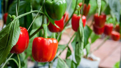 BJUBAS Red Capsicum Seeds pack of 29 Seed(29 per packet)