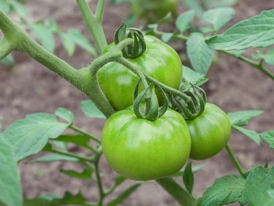BDSresolve f1 tomato seeds, hybrid tomato seeds Seed(55 per packet)