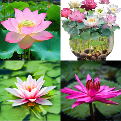 ibains Mixed lotus flower seed biij 7 Seed(7 per packet)
