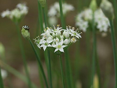 Qualtivate RES-9A Garlic Chives Seeds Seed(300 per packet)